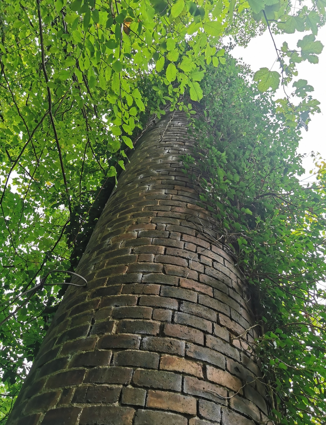 A tall chimney is covered by ivy and surrounded by trees