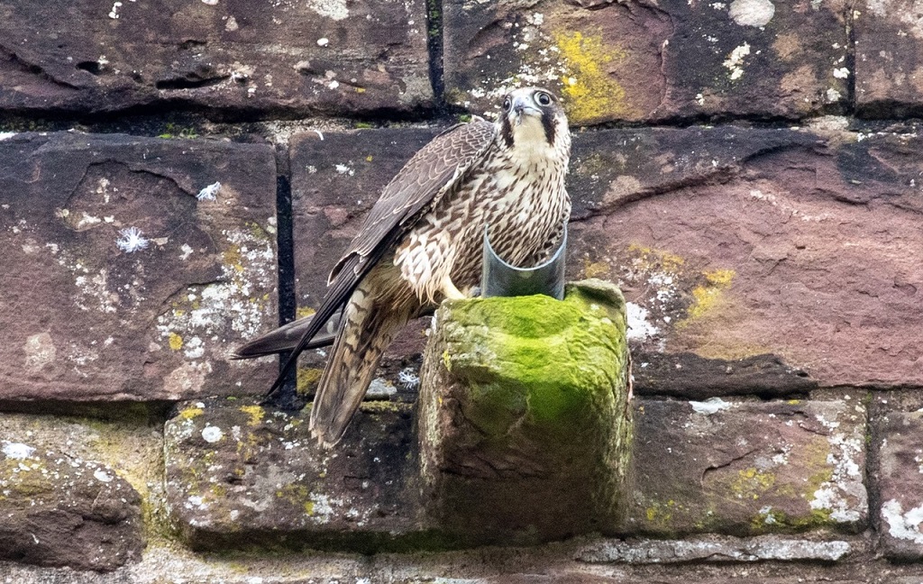 A peregrine falcon perches on stonework on a cathedral tower