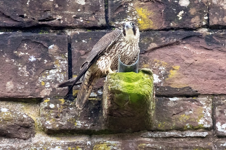 A peregrine flacon perches on stonework on a cathedral tower