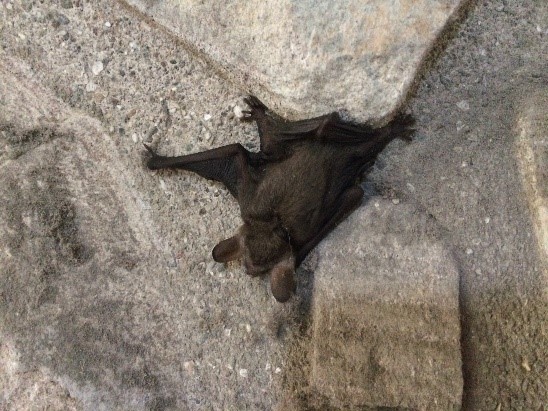 A bat nestled in the stonework of a castle