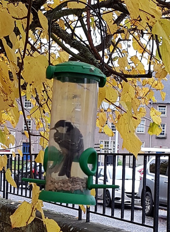 A small bird inside a bird feeder attached to a tree
