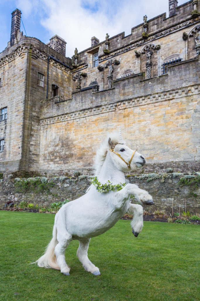 A small pony wearing a prop horn to look like a unicorn standing on its hind two legs in front of a castle wall on a grassy lawn. 
