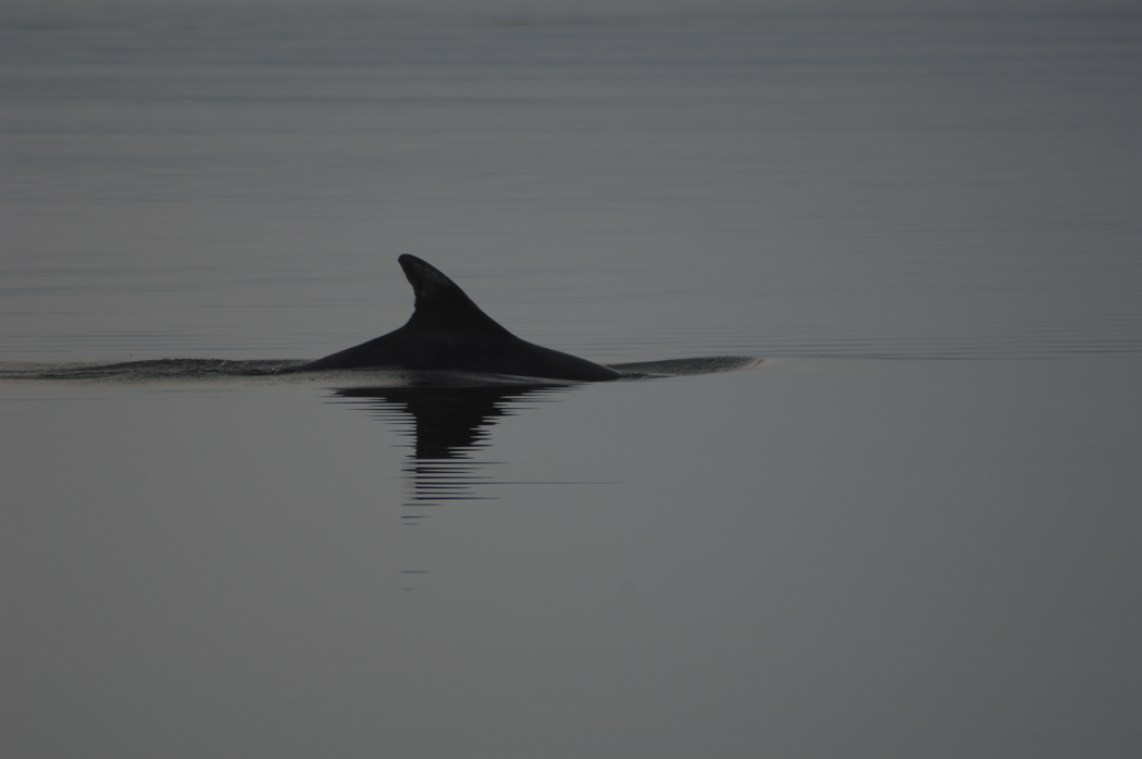 A close up image of the back of a dolphin in the water