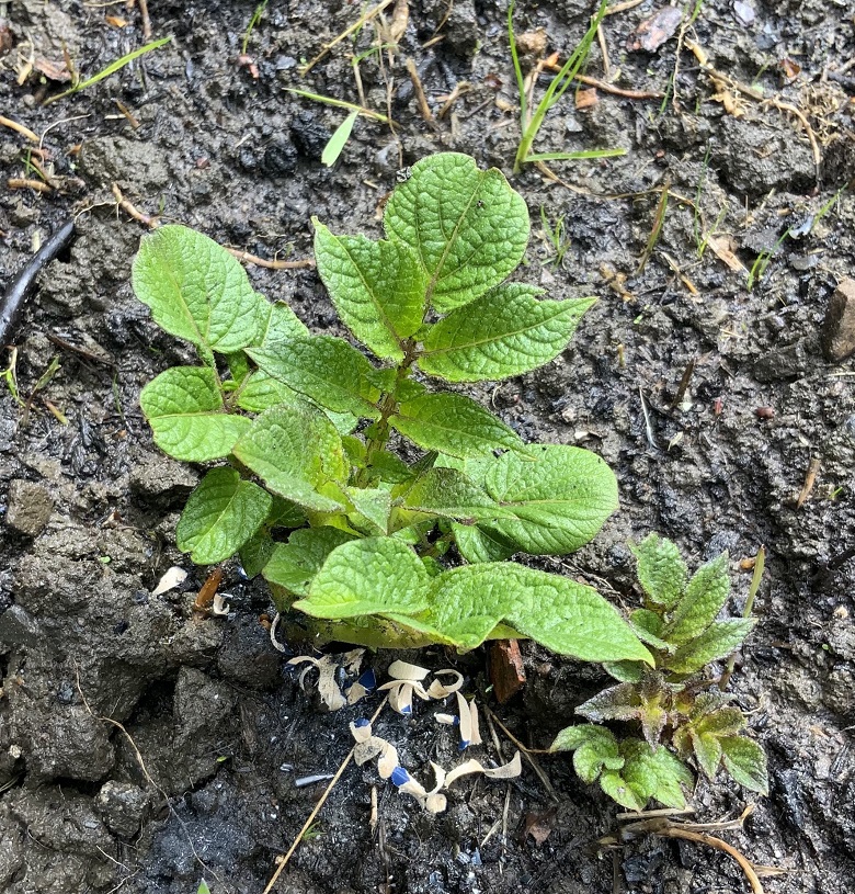 A seedling surrounded by pencil shavings