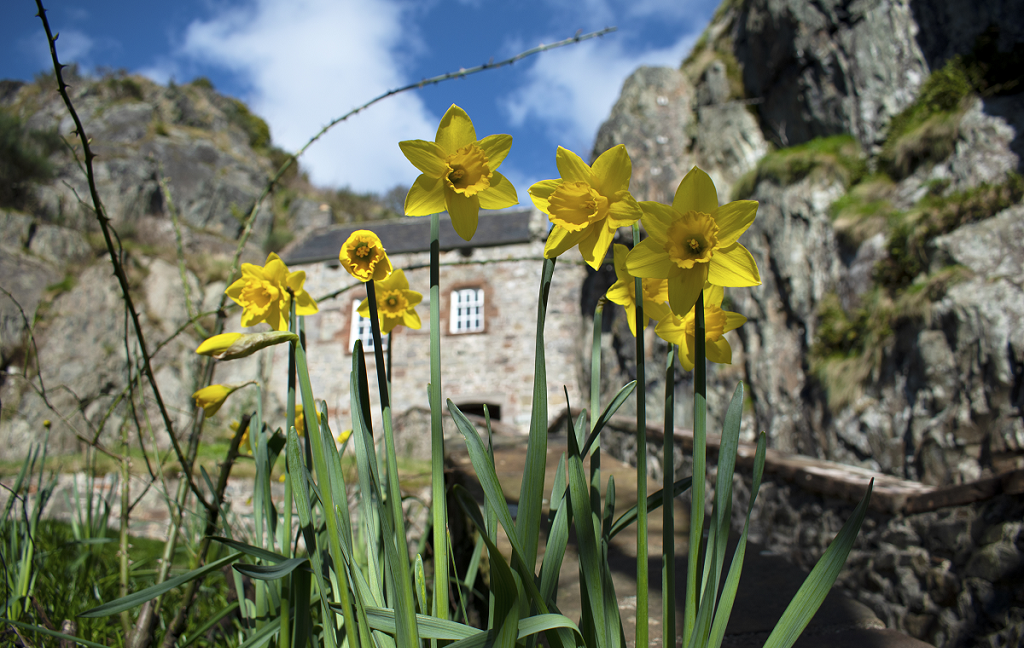 Daffodils growing in front of a castle