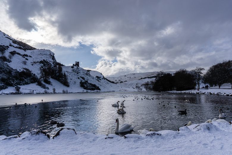 Swans on a loch on a snowy day