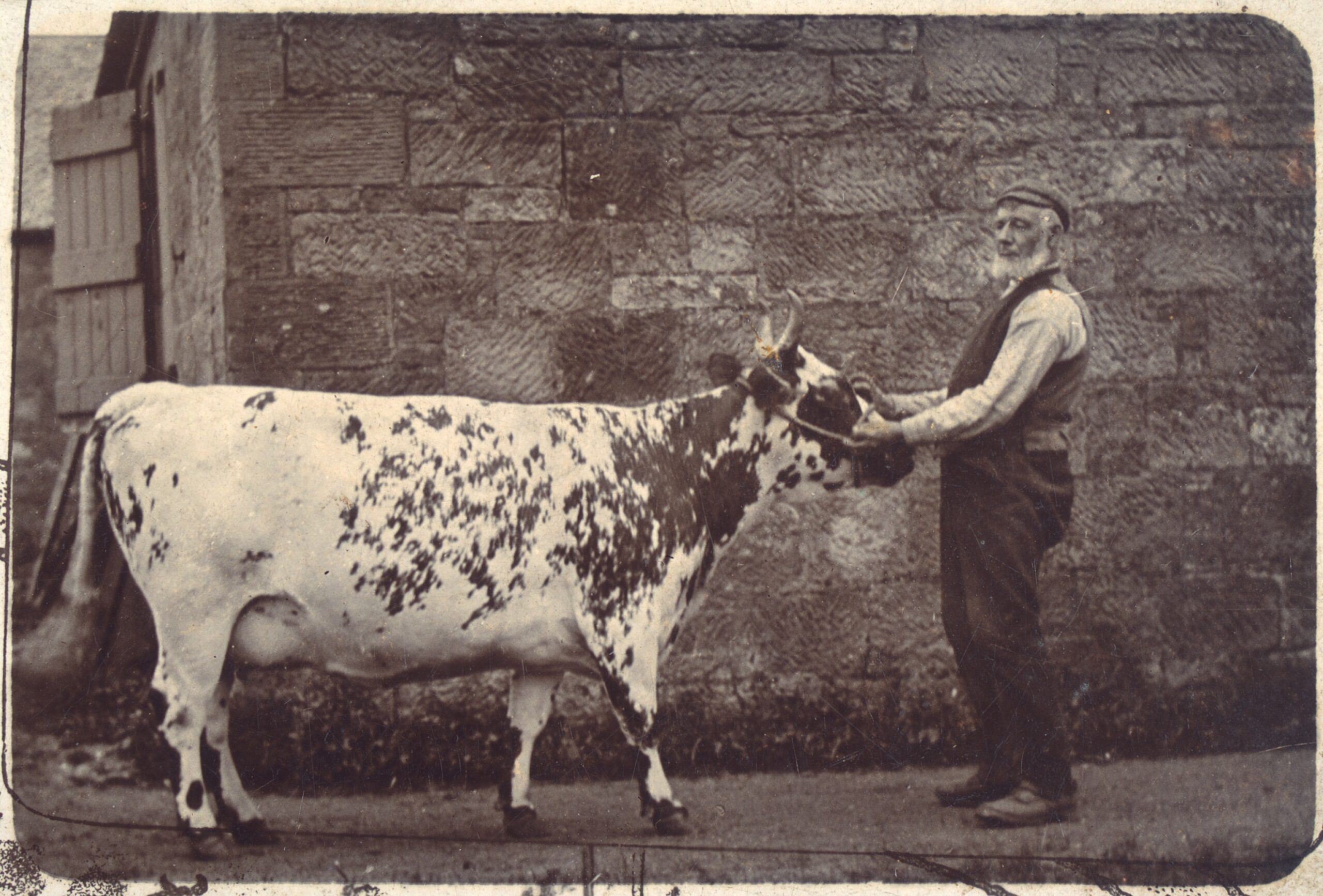 A black and white archive photo showing and old man and a big cow.