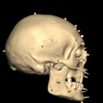 A screengrab from the digital reconstruction showing the skull and pegs from a side angle