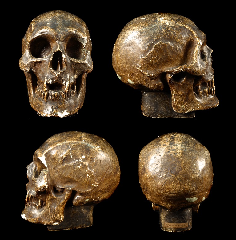 Four photos showing front, back and side angles of a cast made of a skull