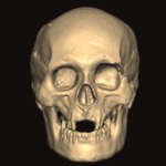 A screengrab from the digital reconstruction showing the basic outline of Bruce's skull