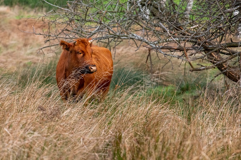 A cow grazing in long grass in Holyrood Park