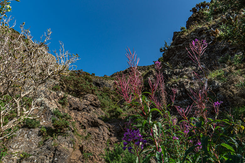 Pink and purple flowers growing on a rocky crag in Holyrood Park