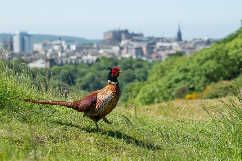 A male phesant with its distinctive green and red head struts his stuff on the Crags in front of Edinburgh's famous skyline.