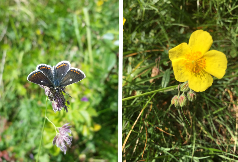 Two images. On the left is a small butterfly. It's a brownish-grey colour with white along the edge of its wings and a series of little orange spots near the tips of its wings.On the right is a small yellow flower with four petals and a yellow centre with lots of little stamen. 