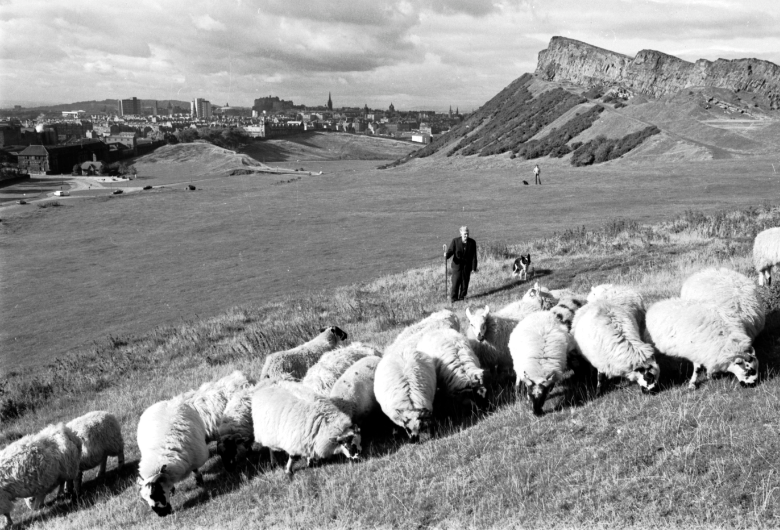 A flock of about 20 sheep in the forgeground. Behind them is a shepherd with a crook. Beside him is his sheepdog. Behind him are the cliffs of the Crags in Holyrood Park and the city skyline beyond.