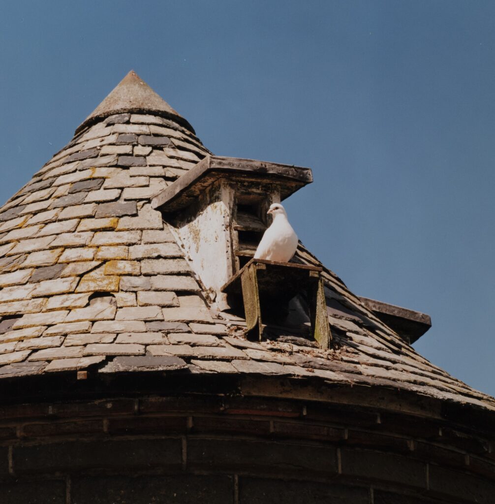 Close up archive image of a doocot opening with a dove sitting on the perch.