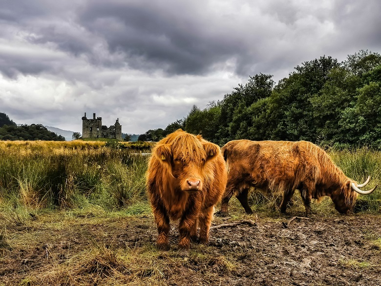 Two large ginger shaggy highland cows graze in front of a ruined castle.