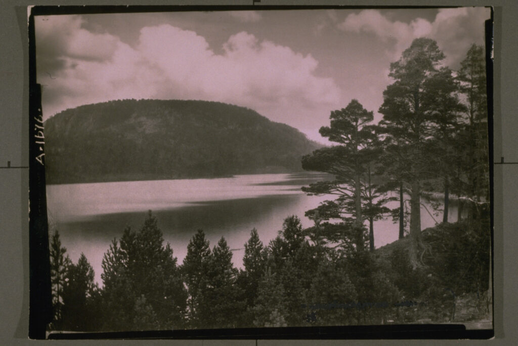 A forest surrounding a lake, with tall pine trees. On the other side of the lake, there is a hill covered with trees.