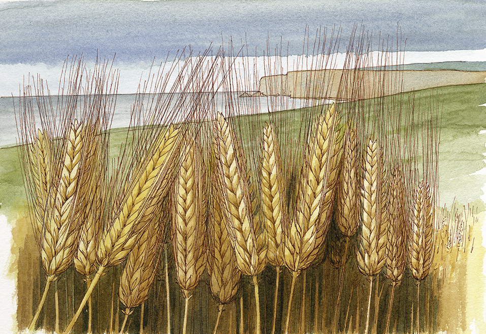painting of stalks of barley growing in a field with the sea visible in the distance behind