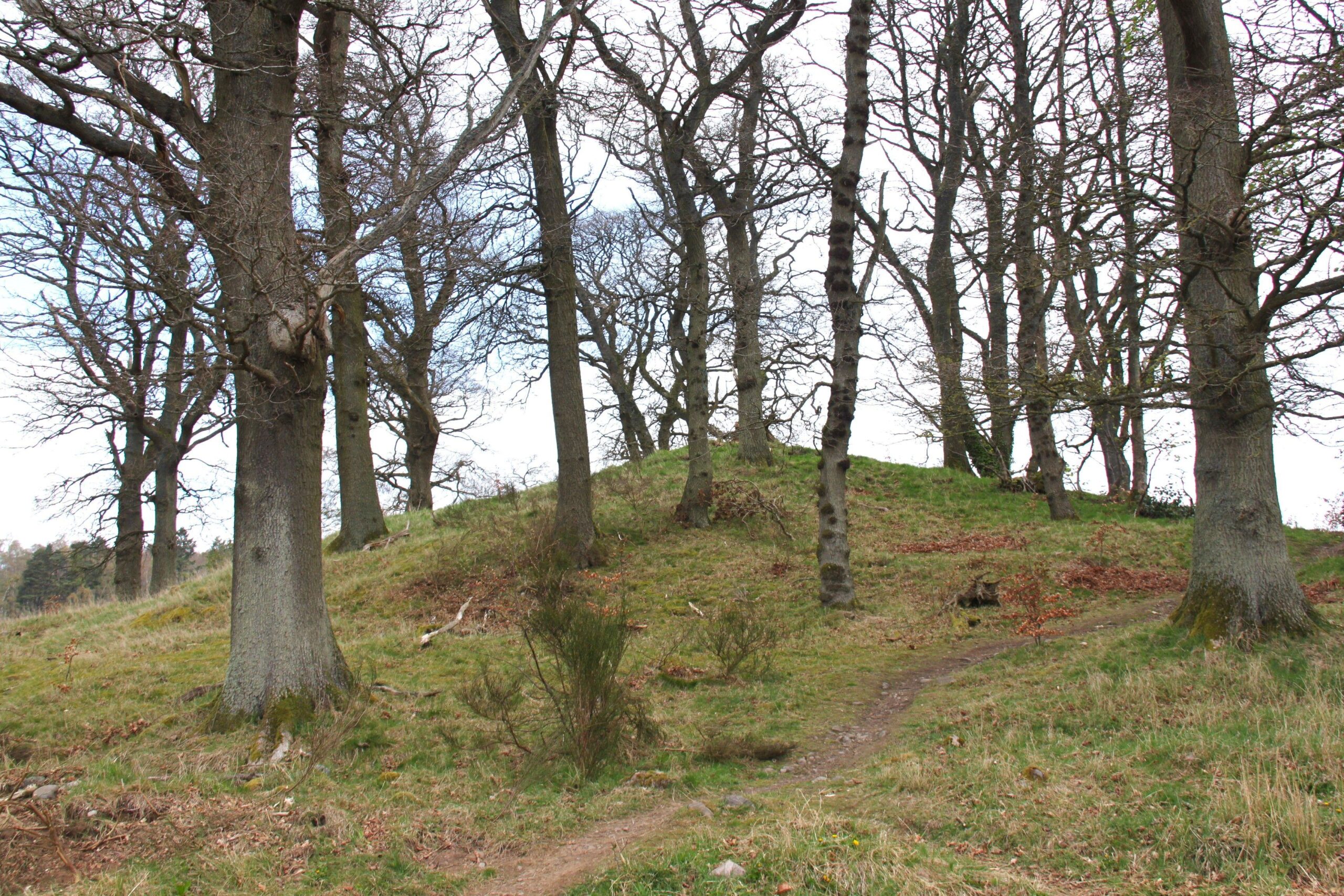 Earthen mound in Scotland covered in grass and fallen leaves, surrounded by tall leafless trees, with a narrow dirt path winding upward through the woodland. A rediscovered barrow is within.