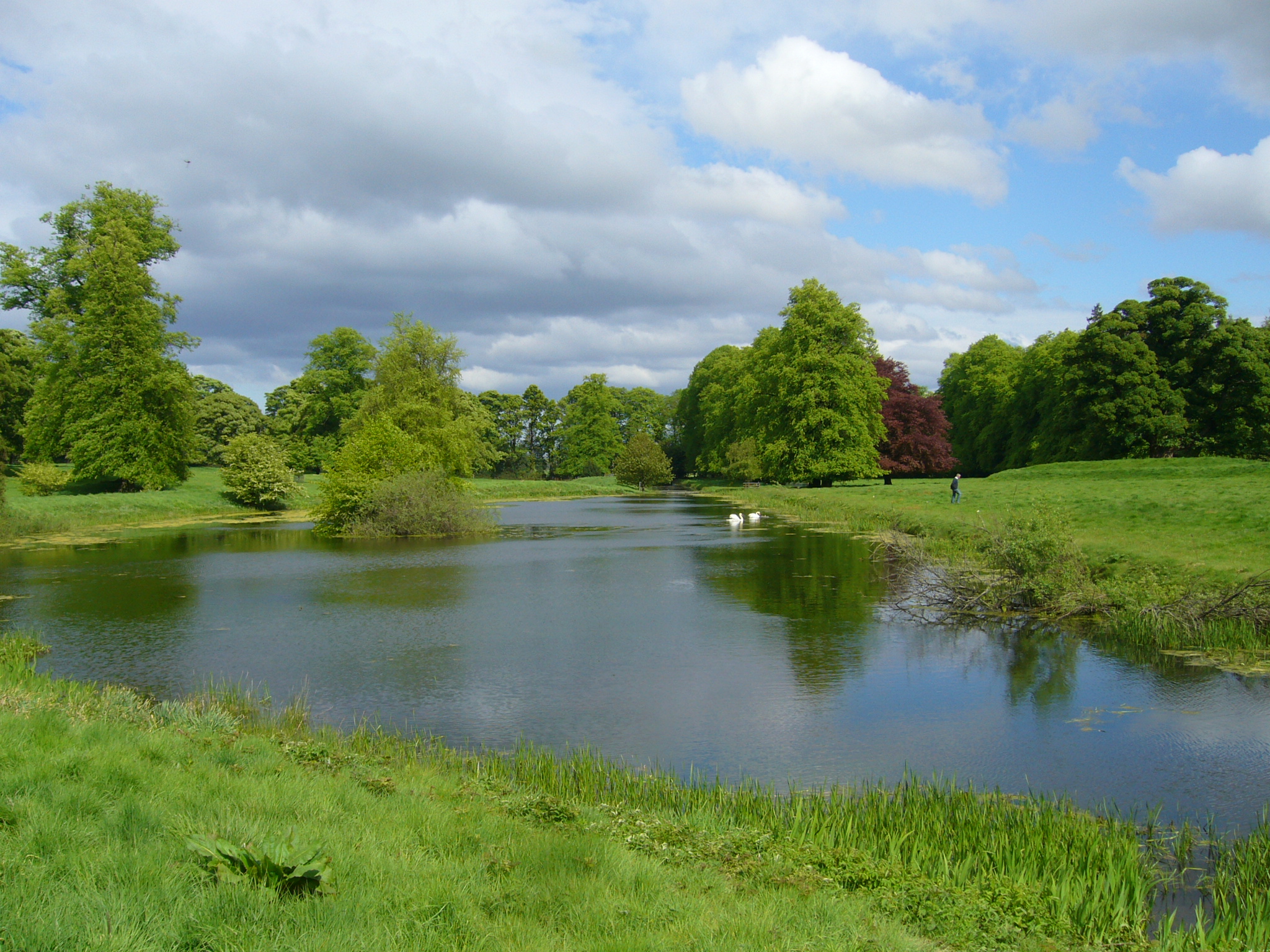 A calm pond bordered by grass and reeds, reflecting tall green trees under a partly cloudy sky, with a couple of white birds on the water.