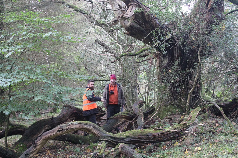 Two people stand among twisted, moss-covered tree trunks in a dense woodland. One person wears a high‑visibility vest, and both appear to be observing or discussing the large, ancient-looking tree in front of them.