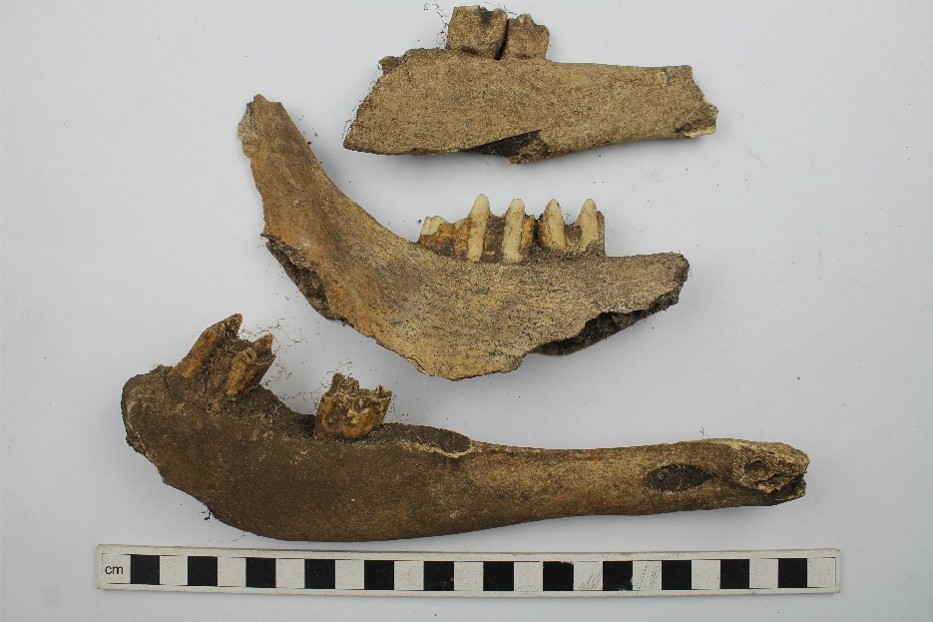 Excavated animal bones on a white surface.