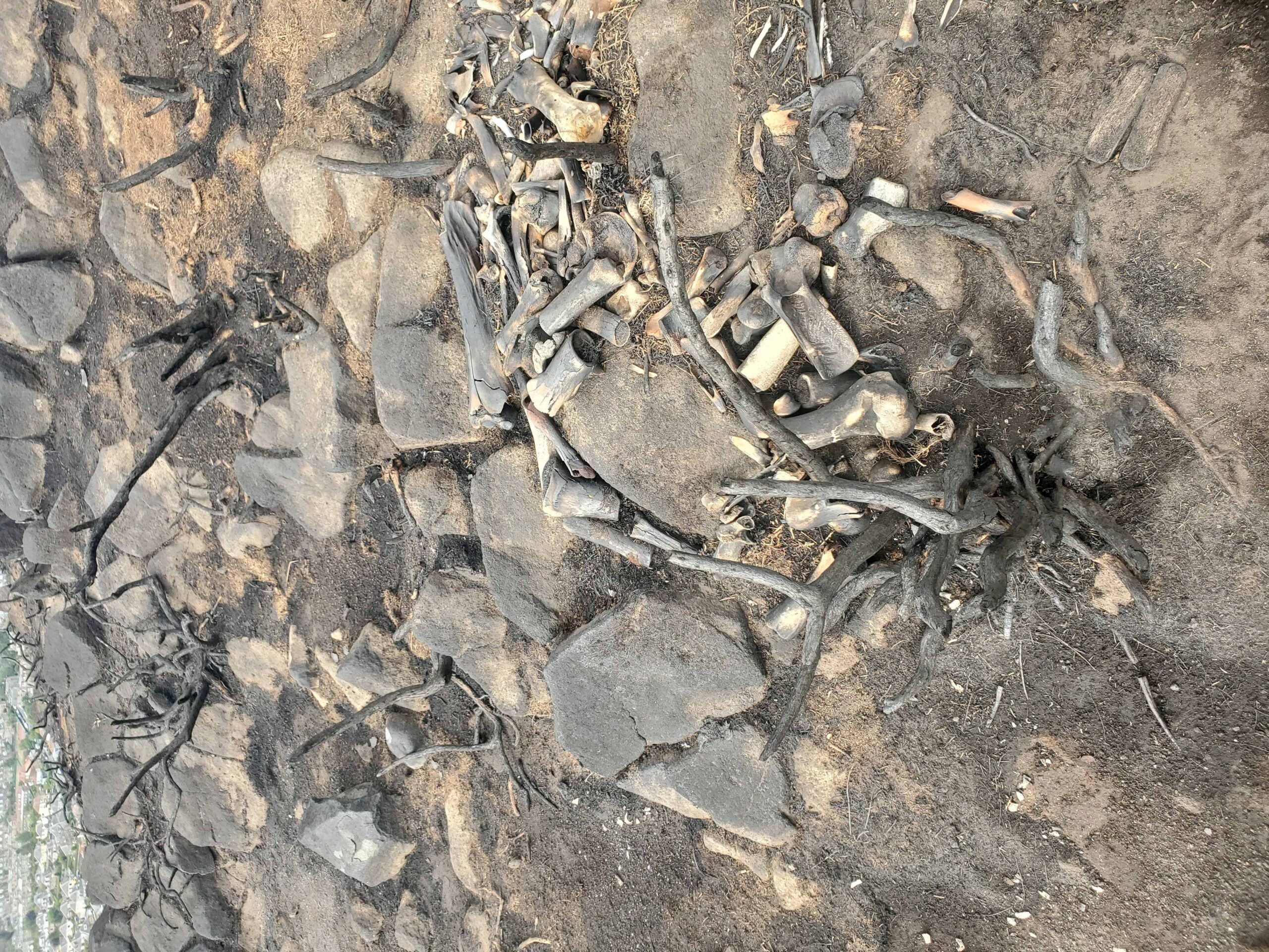 Bones on dry ground.