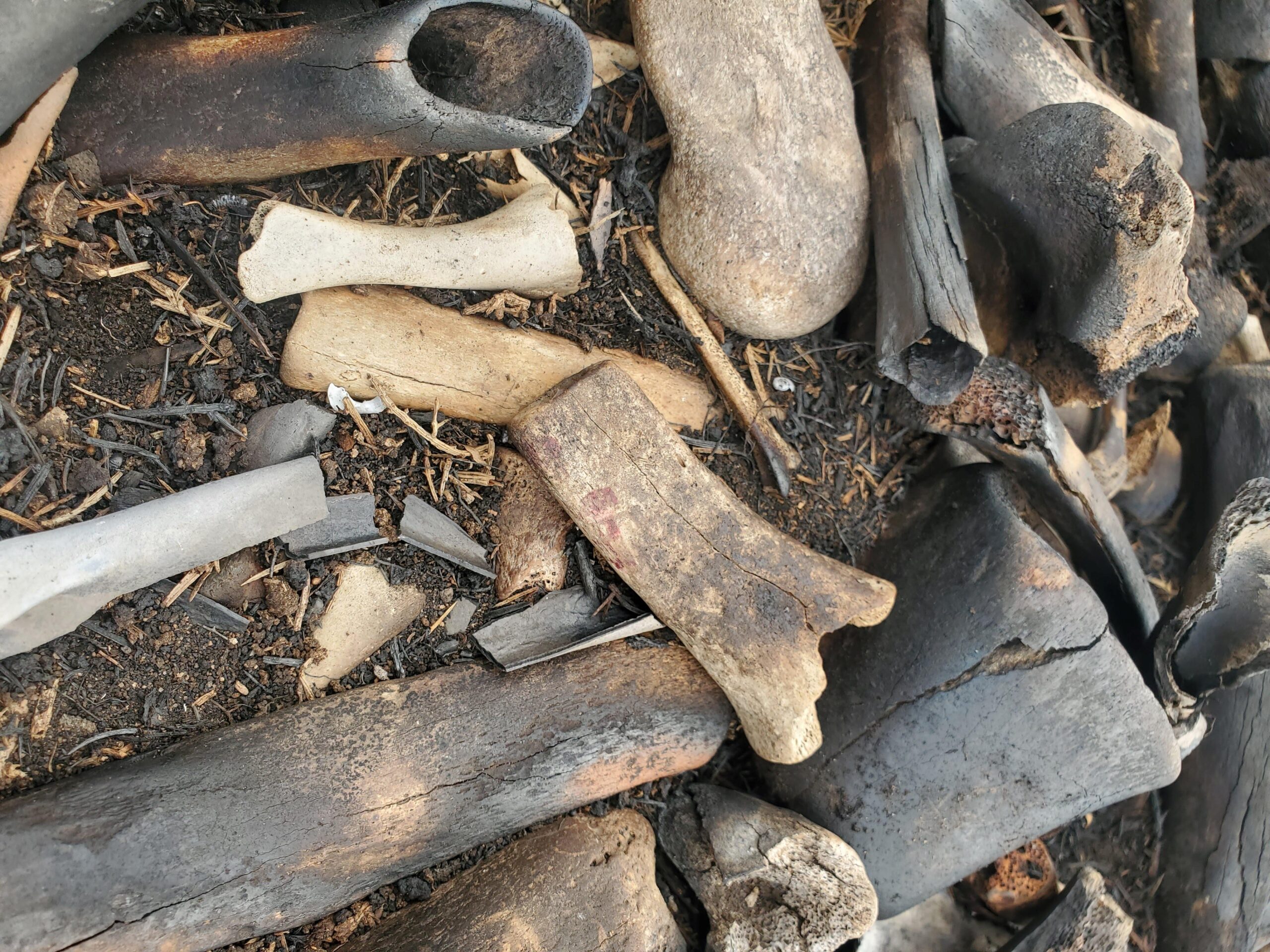 Close-up of bones on burned ground.