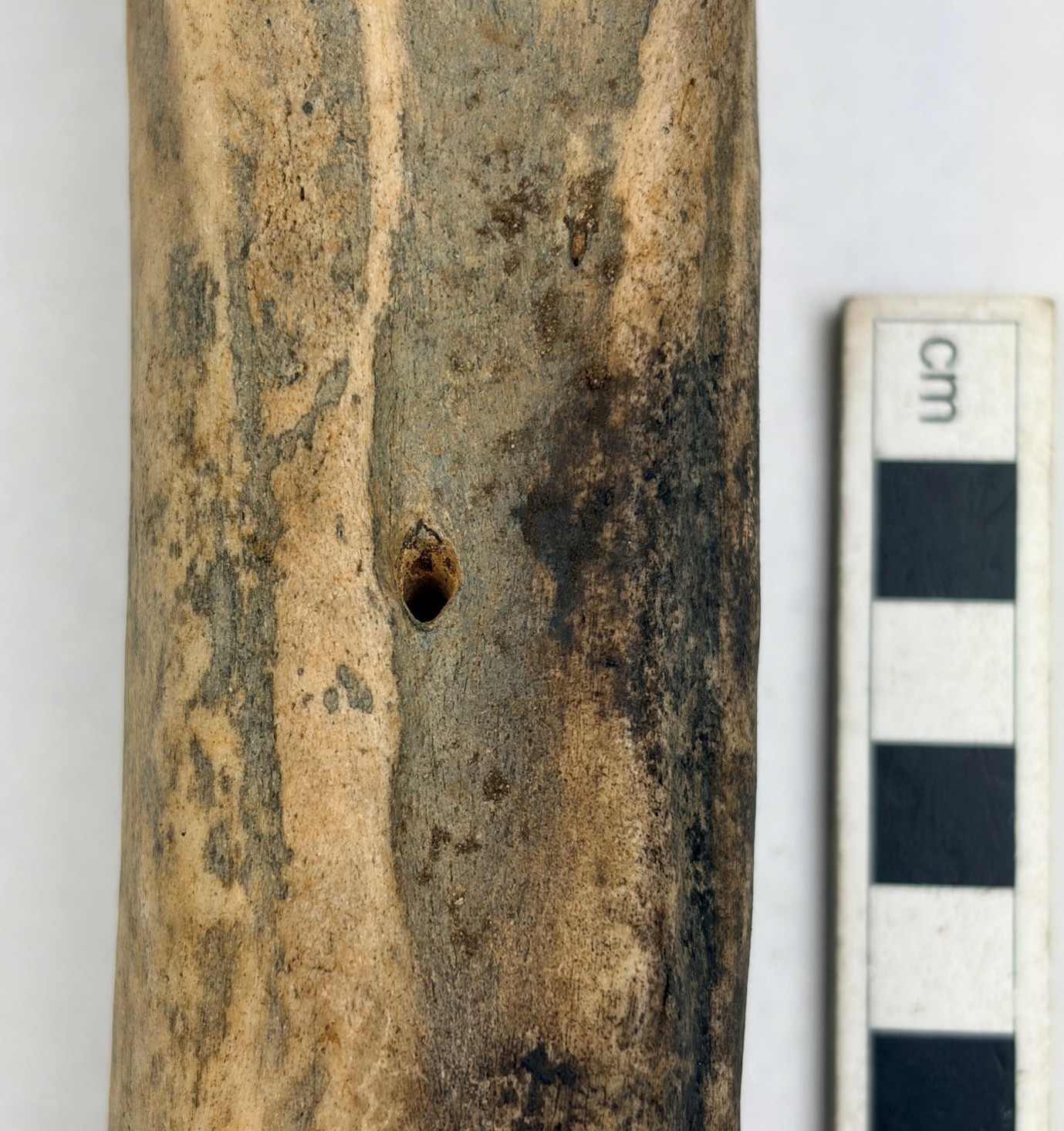 Leg bone next to measurement.