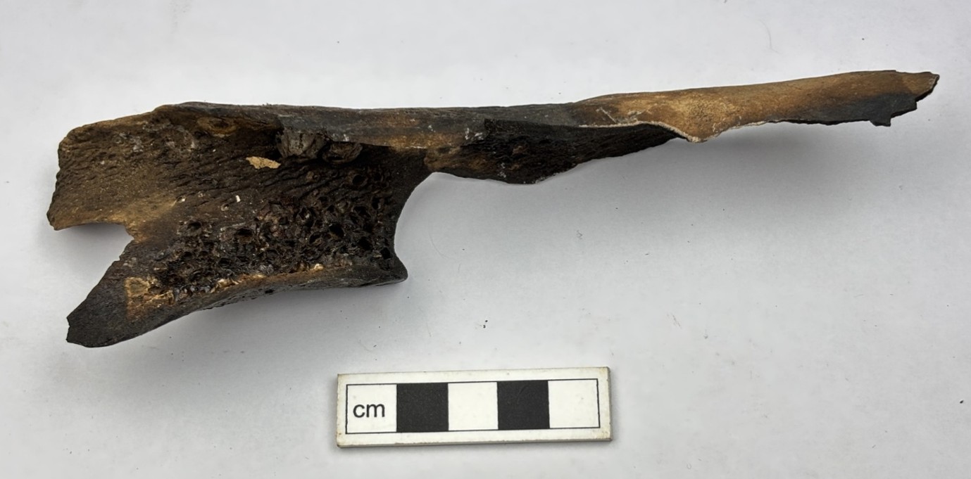 Bone with limpet shells net to measurement. 