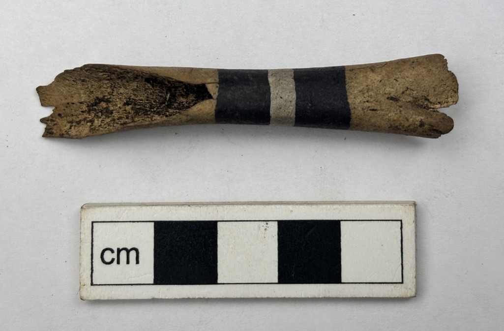 Small mammal bone with painted bands on the surface.