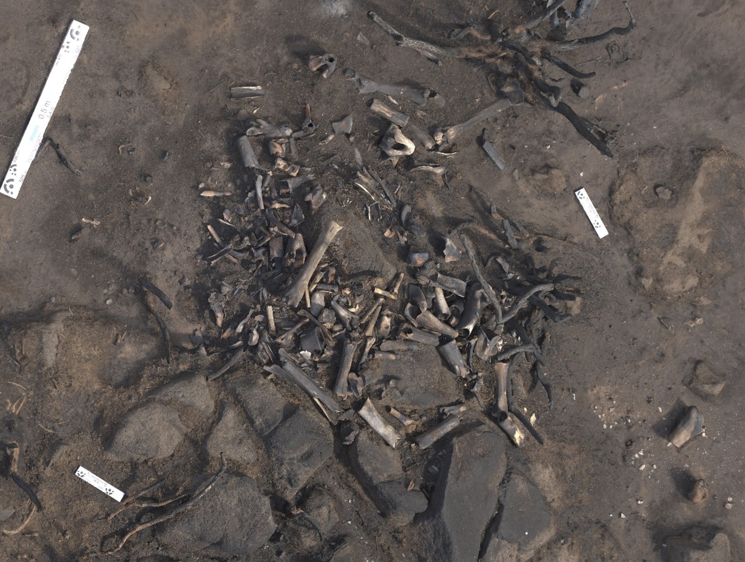 Aerial view of animal bones on burned ground.