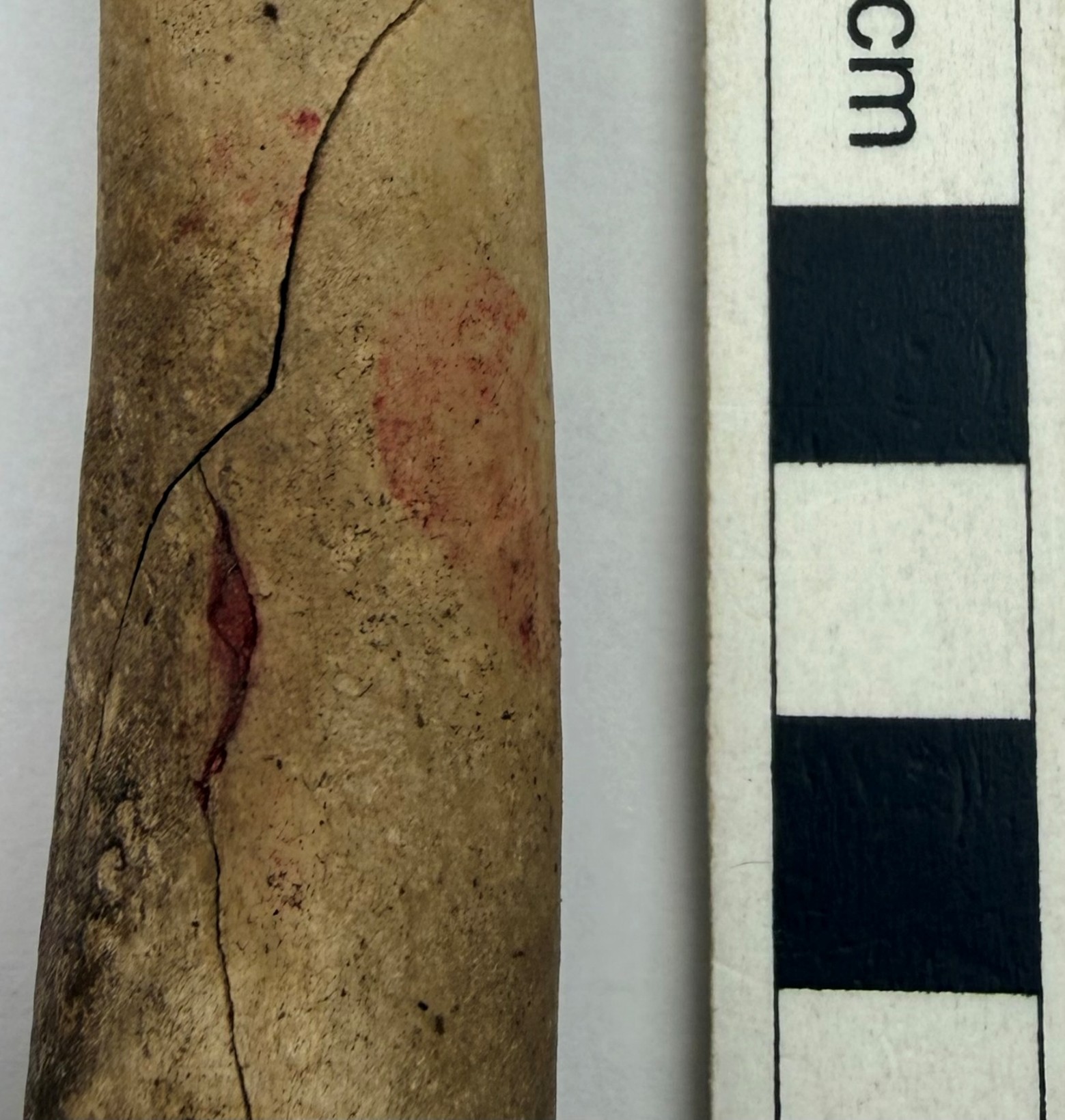 Bone next to measurement.