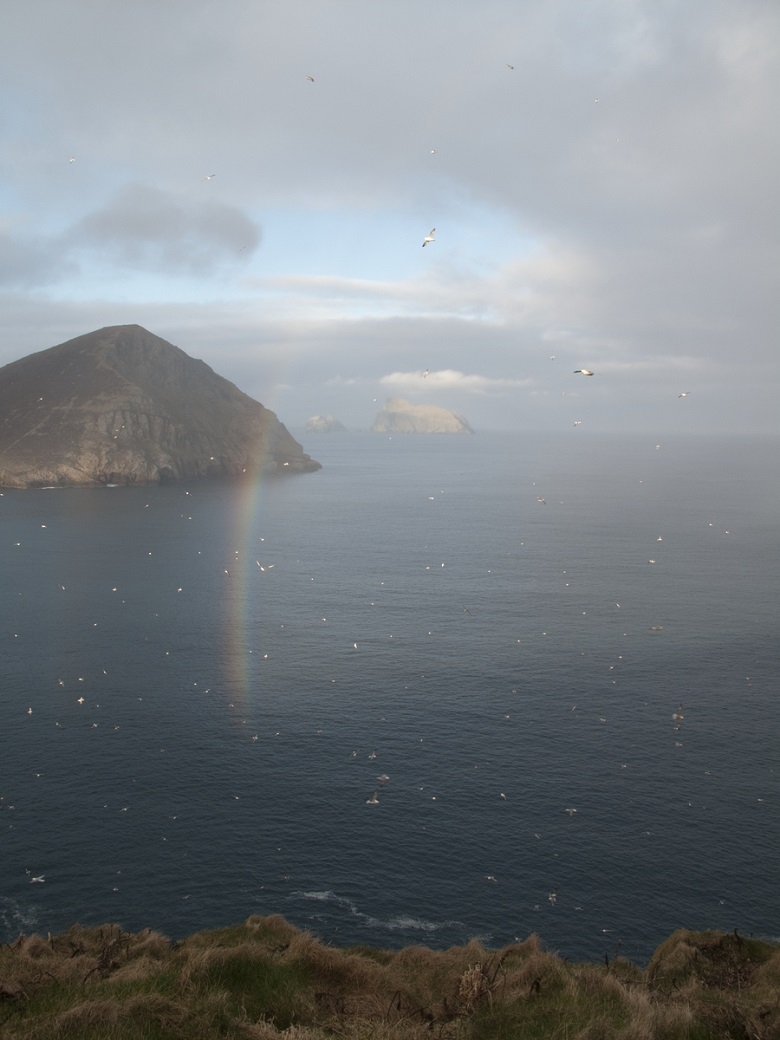 View across the sea towards a rocky island and distant sea stacks, with numerous seabirds flying above the water. A faint rainbow is visible near the island beneath a cloudy sky.